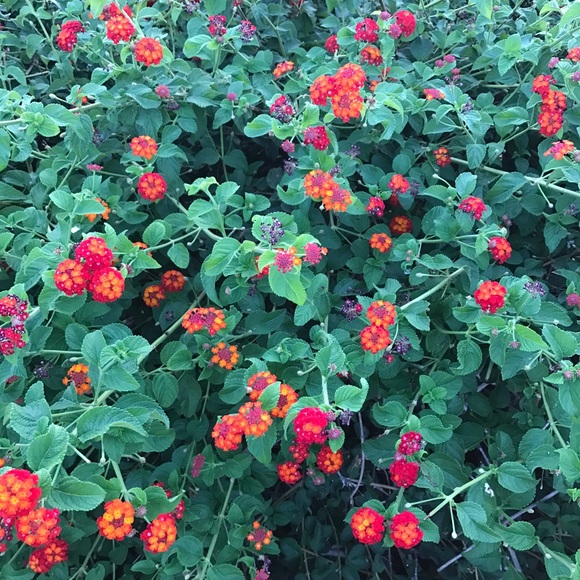 Meet your Posher, Roneet - Picture 1 of 1